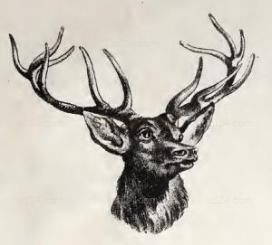 ANIMAL_0222